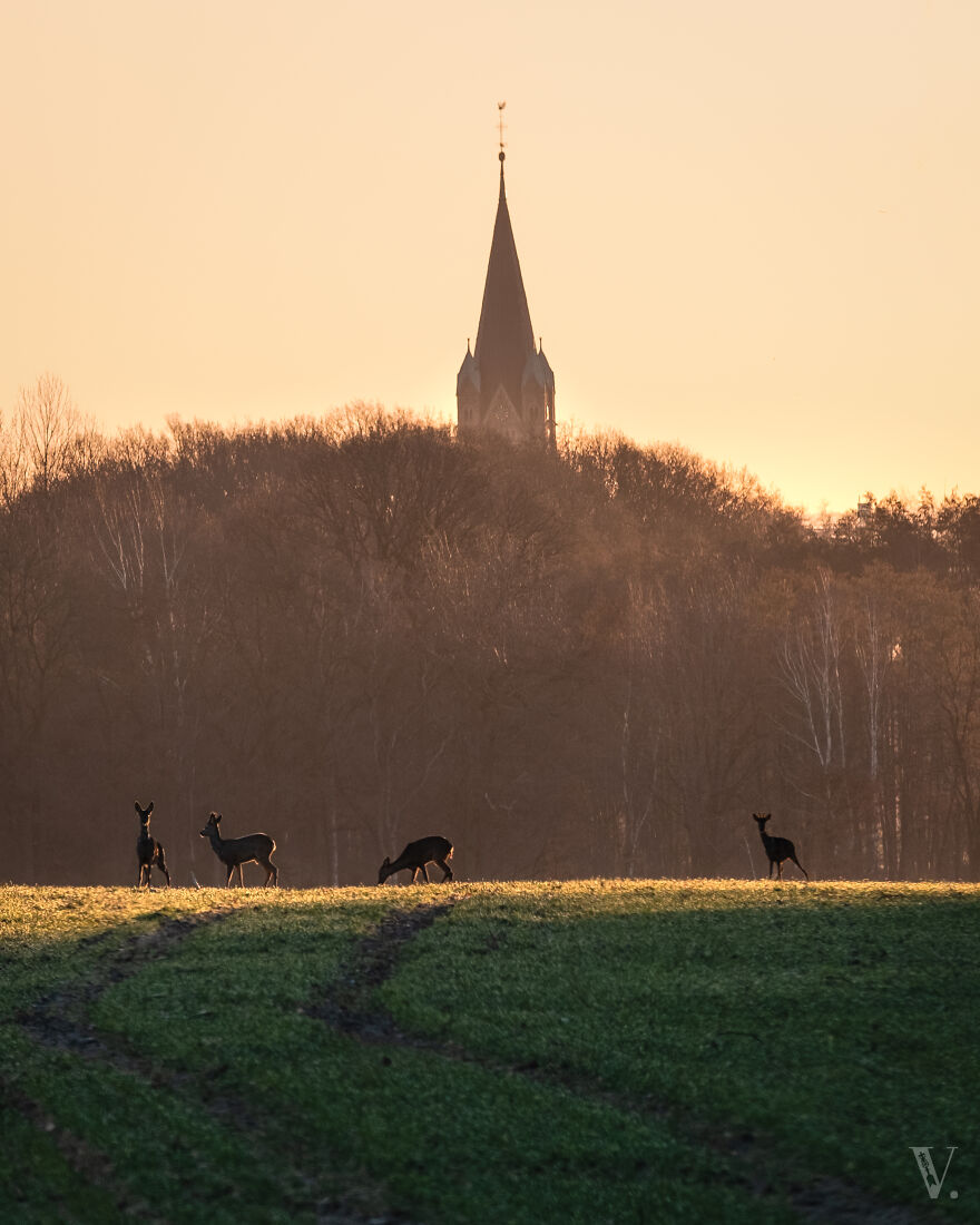 A Family Of Roe Deer In Front Of The Artländer Dom In Germany