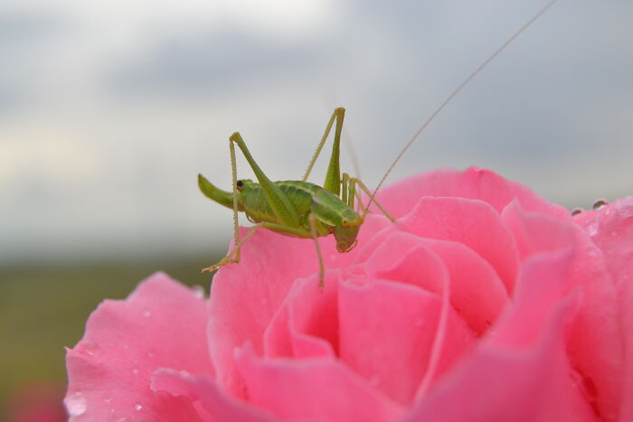 Grasshopper On Pink Rose