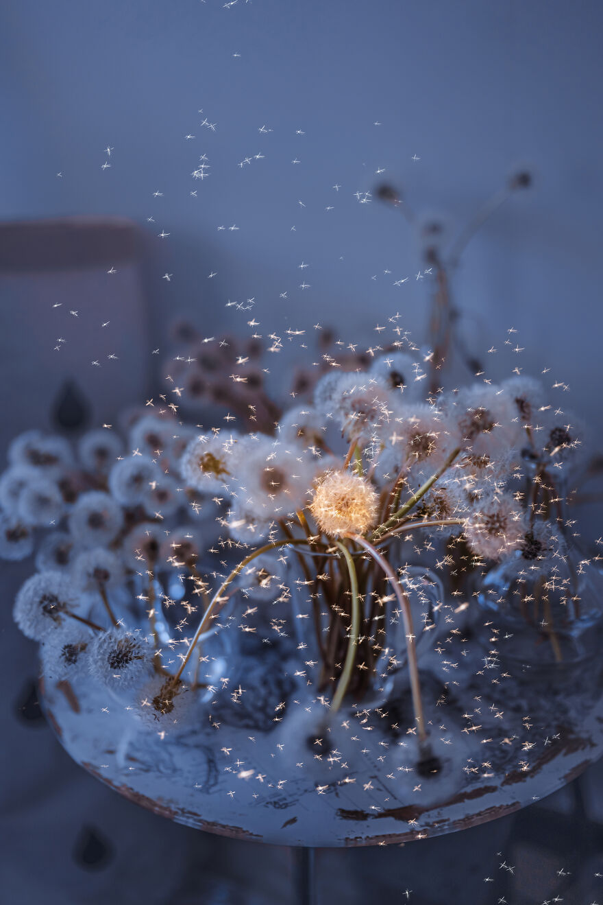 Dandelions And Bubbles Like Dreams In Lockdown