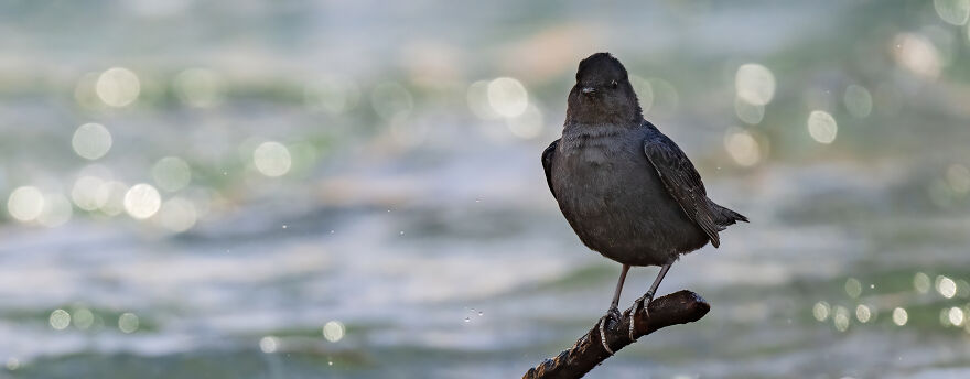An American Dipper Perched On The Perfect Stick