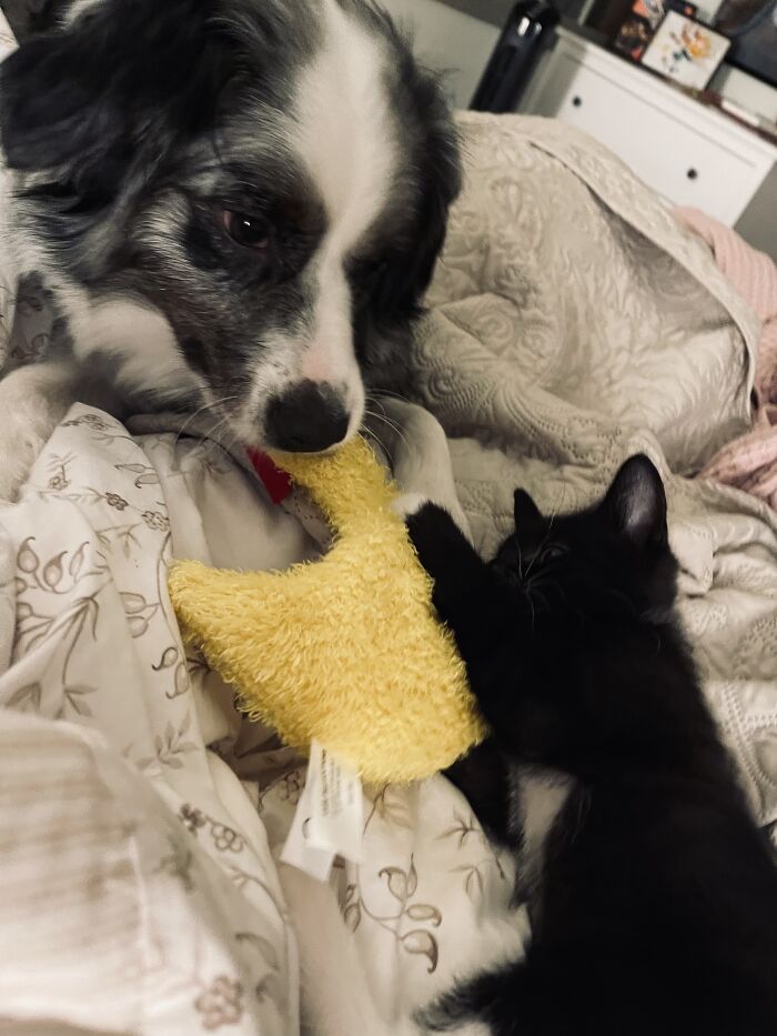 Andromeda Loves These Crinkle Squeaky Toys, But She Also Uses Them To Entice Corvus The Kitten To Play, Too. I Think It’s Adorable!
