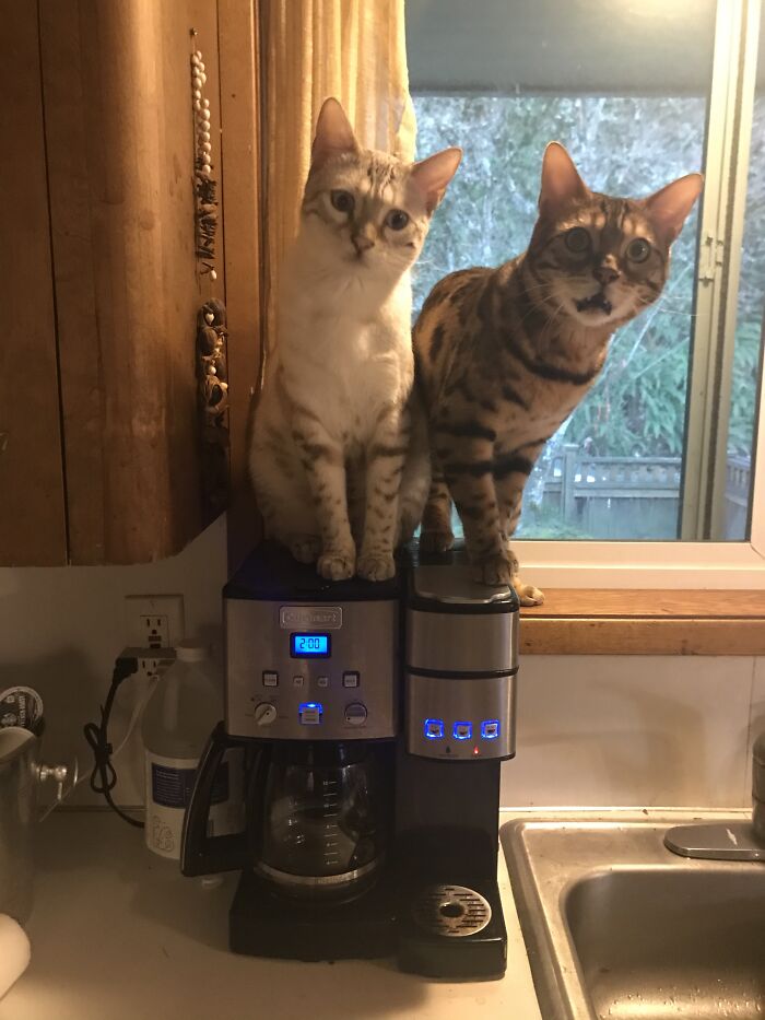 They Like To Sit On The Coffee Maker