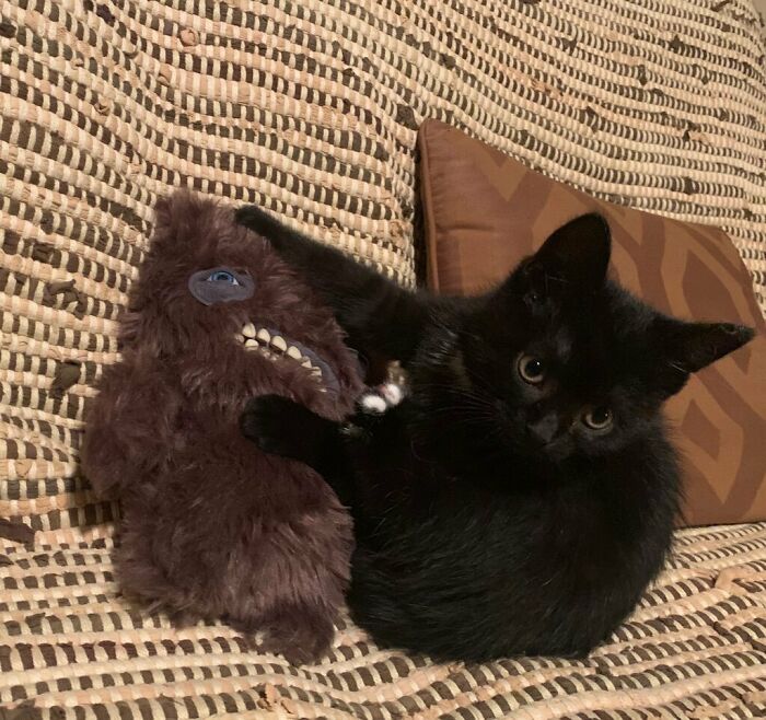 Sammy And His Fuggler, 2 1/2 Years Later He Still Carries It Around😻