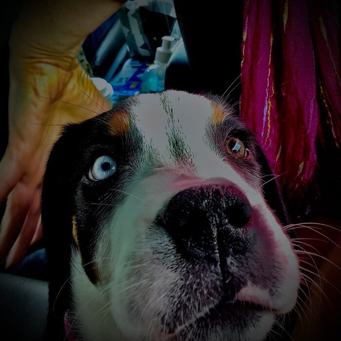 Greater Swiss Mountain Dog