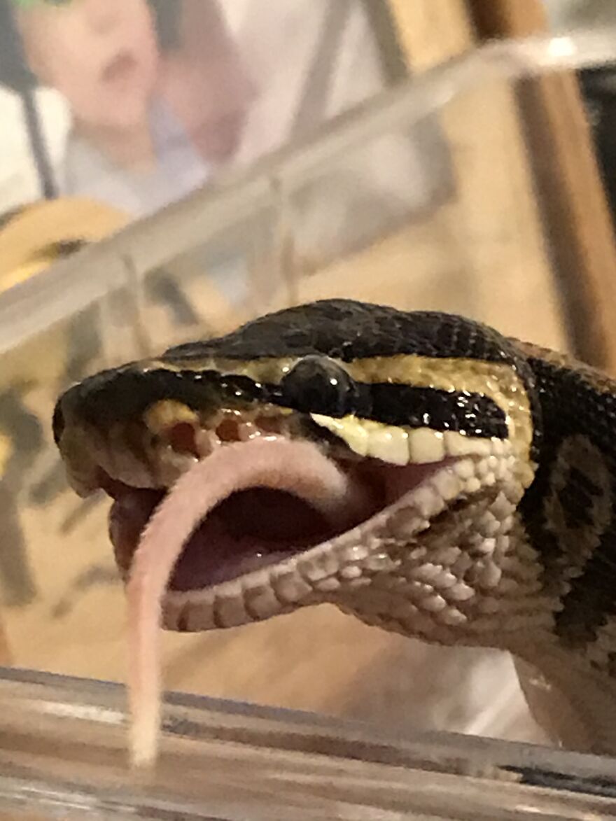 My Snake With A Big Grin While Chowing Down On A Mouse.