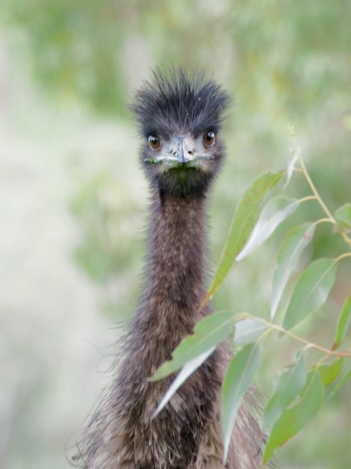 Close-up of an emu with detailed feathers, showcasing nature photography capturing light and wildlife in soft focus background.