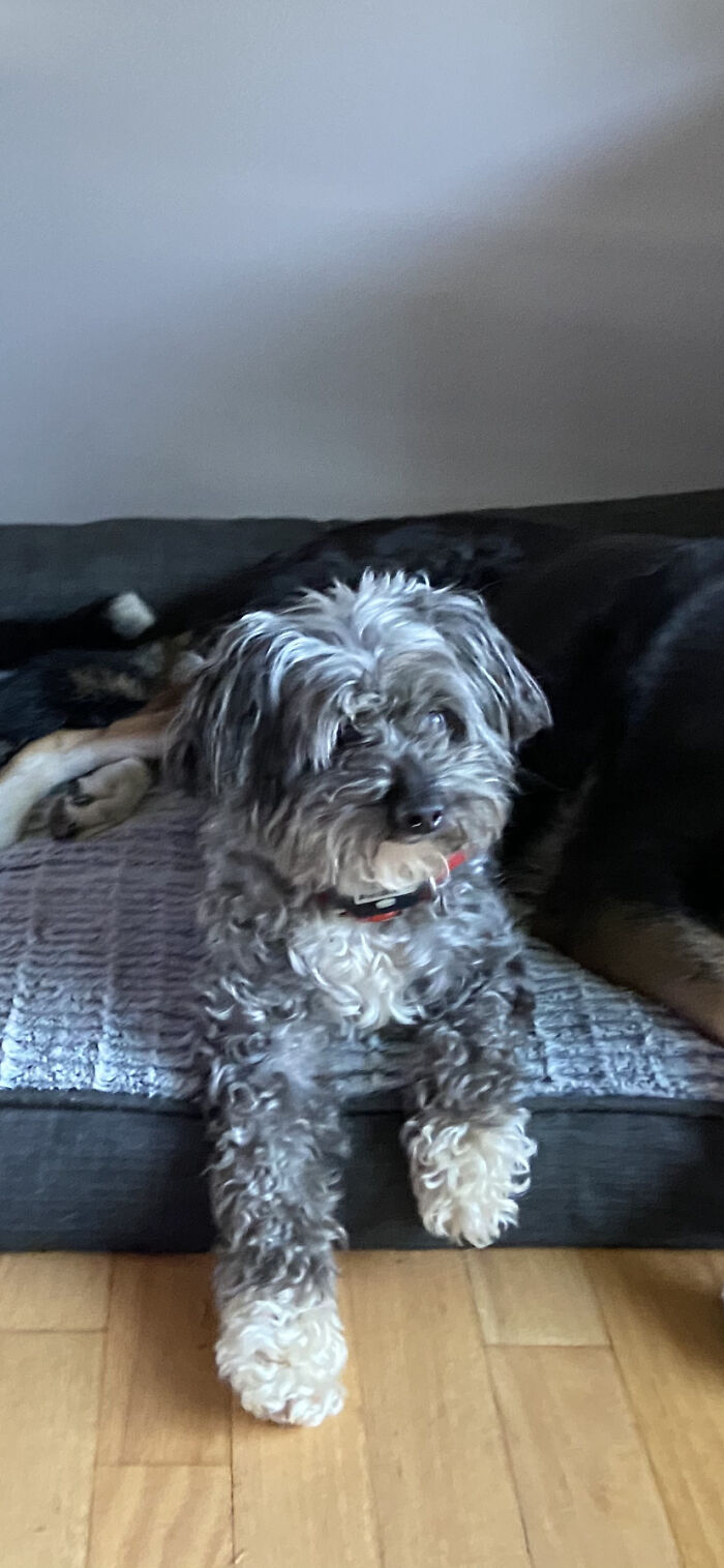 Aussiedoodle - Dixie