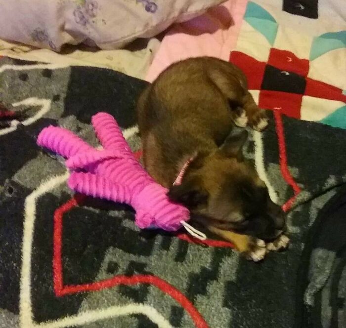 My Lil Furbaby 💟 Sleeping Peacefully With Her Face Toy