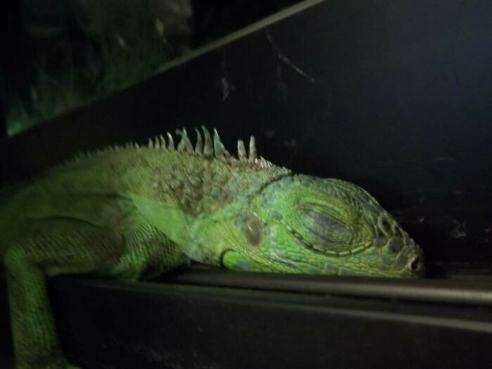 Sade, My Green Iguana, When She Was Just A Baby. She Liked To Fall Asleep On The Window Frame