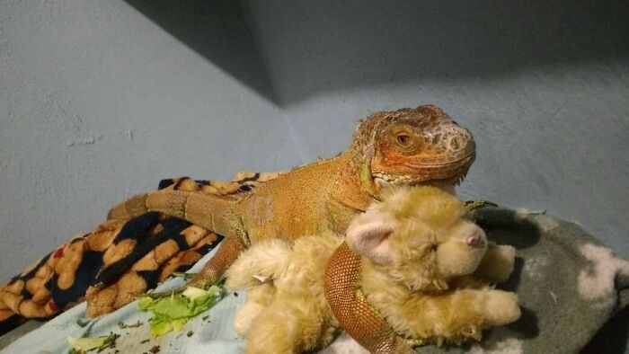 My Pet Iguana, Hugging Her Plushie 😁