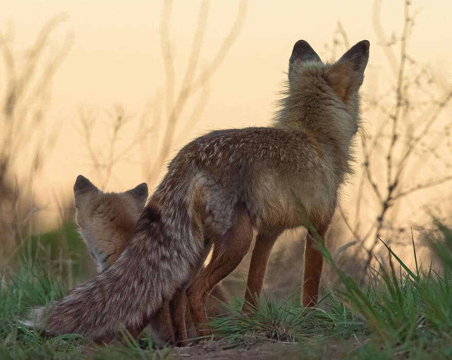 Cuteness Alert: The Spring I Observed A Red Fox Den (16 Pics) Cuteness Alert: The Spring I Observed A Red Fox Den (16 Pics)