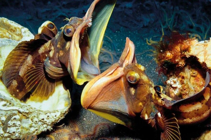 Say Hello To The Underwater Equivalent Of The Predator, The Sarcastic Fringehead. Say Hello To The Underwater Equivalent Of The Predator, The Sarcastic Fringehead.