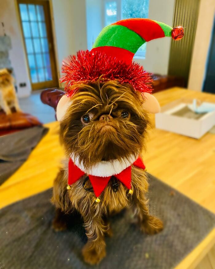 Dog Goes Viral For Looking Exactly Like Real-Life Chewbacca From “Star Wars” Dog Goes Viral For Looking Exactly Like Real-Life Chewbacca From “Star Wars”