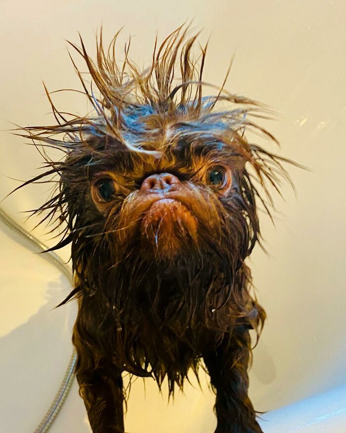 Dog Goes Viral For Looking Exactly Like Real-Life Chewbacca From “Star Wars” Dog Goes Viral For Looking Exactly Like Real-Life Chewbacca From “Star Wars”