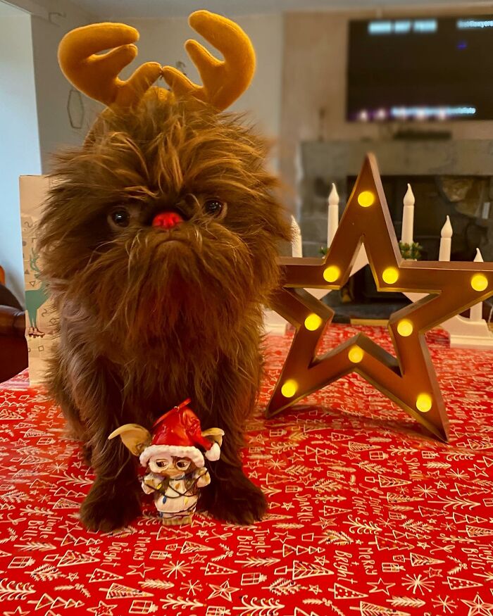 Dog Goes Viral For Looking Exactly Like Real-Life Chewbacca From “Star Wars” Dog Goes Viral For Looking Exactly Like Real-Life Chewbacca From “Star Wars”