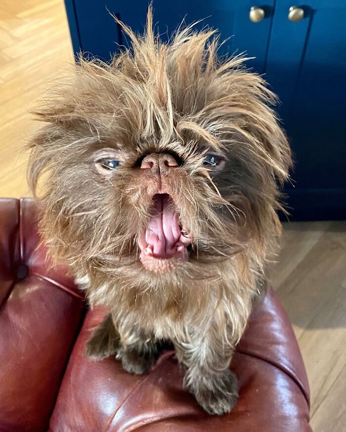 Dog Goes Viral For Looking Exactly Like Real-Life Chewbacca From “Star Wars” Dog Goes Viral For Looking Exactly Like Real-Life Chewbacca From “Star Wars”