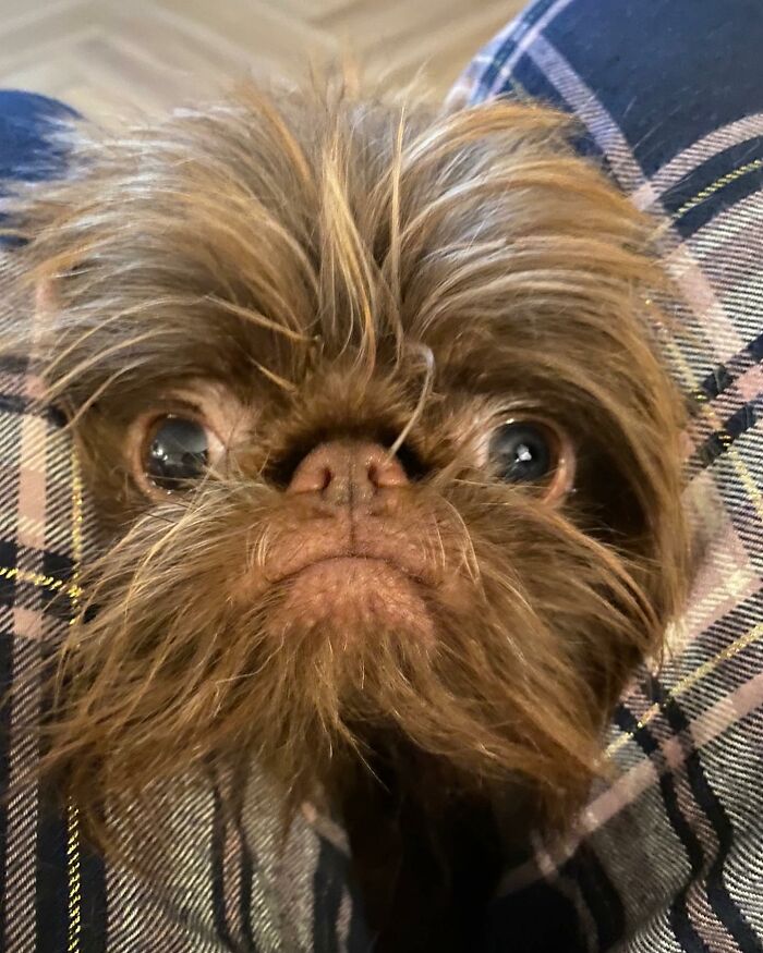 Dog Goes Viral For Looking Exactly Like Real-Life Chewbacca From “Star Wars” Dog Goes Viral For Looking Exactly Like Real-Life Chewbacca From “Star Wars”