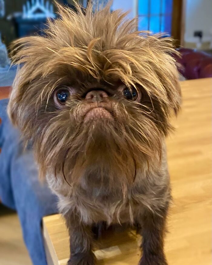 Dog Goes Viral For Looking Exactly Like Real-Life Chewbacca From “Star Wars” Dog Goes Viral For Looking Exactly Like Real-Life Chewbacca From “Star Wars”
