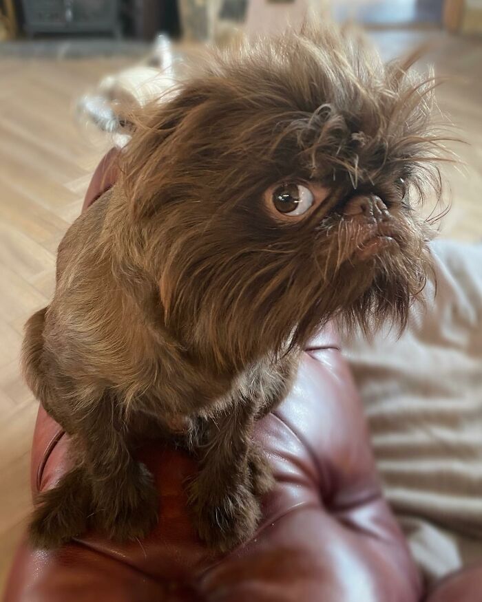 Dog Goes Viral For Looking Exactly Like Real-Life Chewbacca From “Star Wars” Dog Goes Viral For Looking Exactly Like Real-Life Chewbacca From “Star Wars”