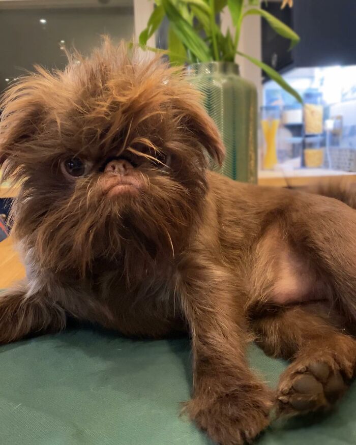 Dog Goes Viral For Looking Exactly Like Real-Life Chewbacca From “Star Wars”