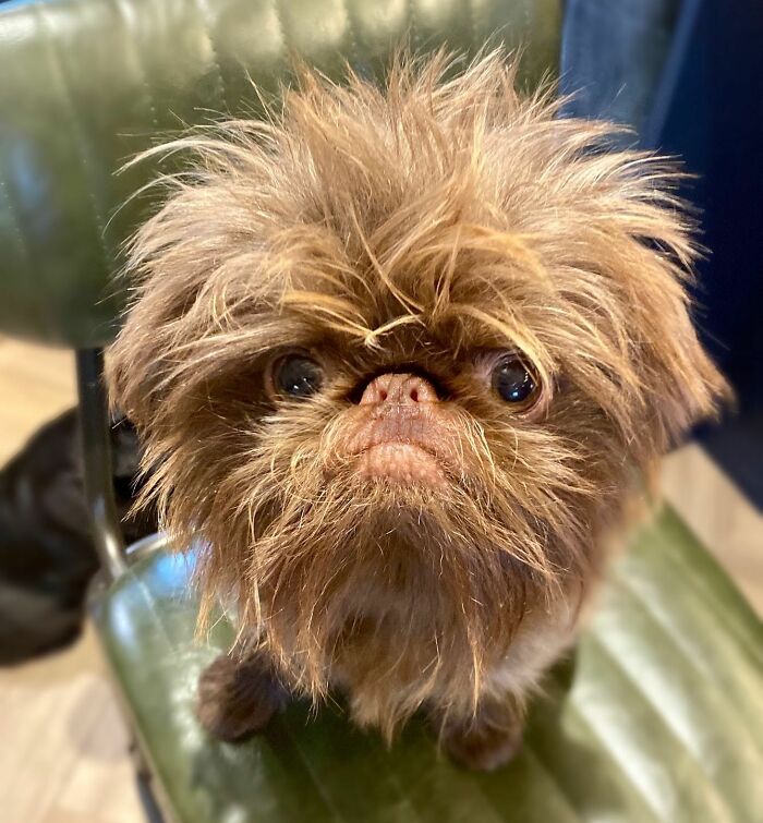 Dog Goes Viral For Looking Exactly Like Real-Life Chewbacca From “Star Wars”