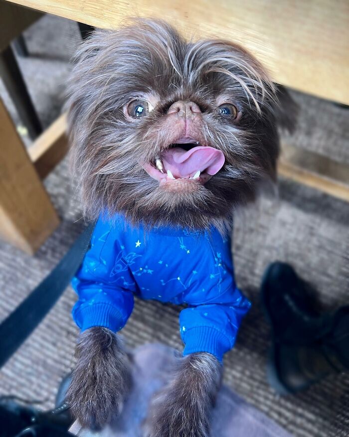 Dog Goes Viral For Looking Exactly Like Real-Life Chewbacca From “Star Wars” Dog Goes Viral For Looking Exactly Like Real-Life Chewbacca From “Star Wars”