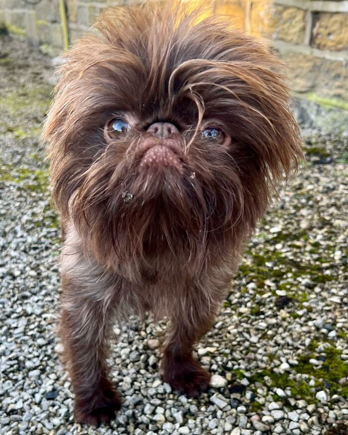 Dog Goes Viral For Looking Exactly Like Real-Life Chewbacca From “Star Wars” Dog Goes Viral For Looking Exactly Like Real-Life Chewbacca From “Star Wars”