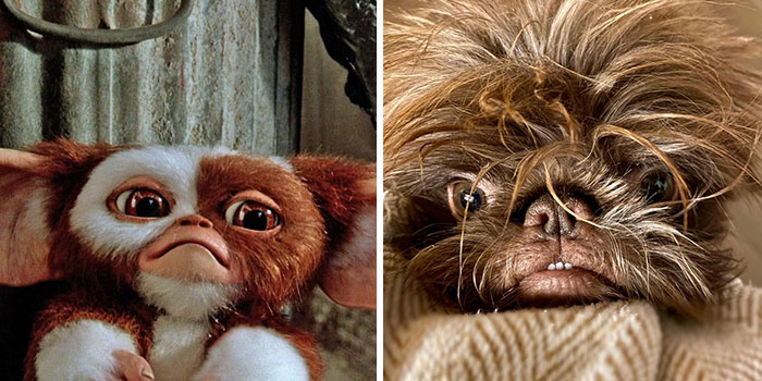 Dog Goes Viral For Looking Exactly Like Real-Life Chewbacca From “Star Wars” Dog Goes Viral For Looking Exactly Like Real-Life Chewbacca From “Star Wars”