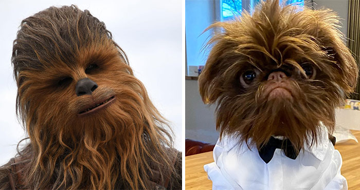 Dog Goes Viral For Looking Exactly Like Real-Life Chewbacca From “Star Wars”