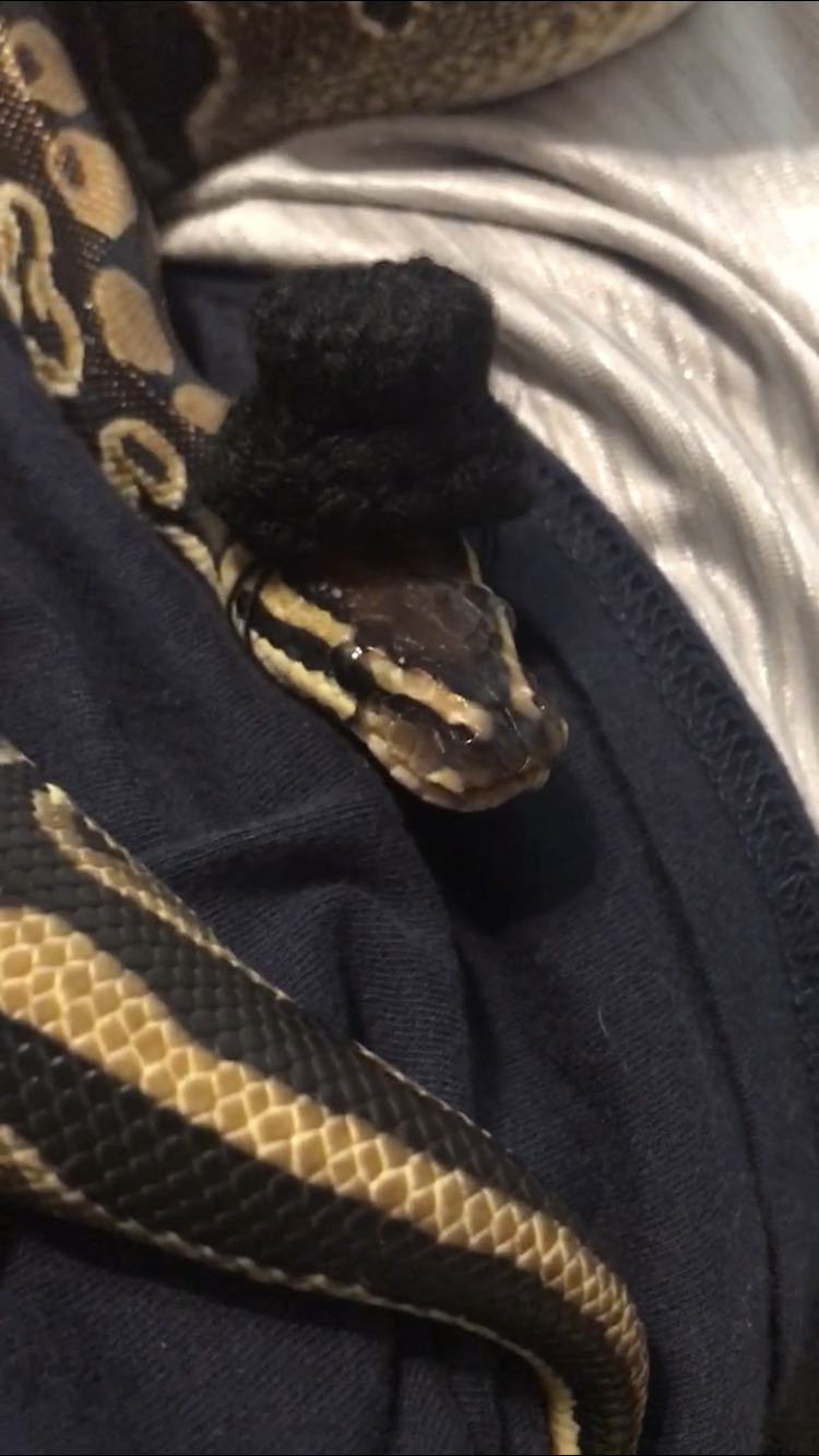 Hey Panda, Post A Picture Of Your Pet In A Hat