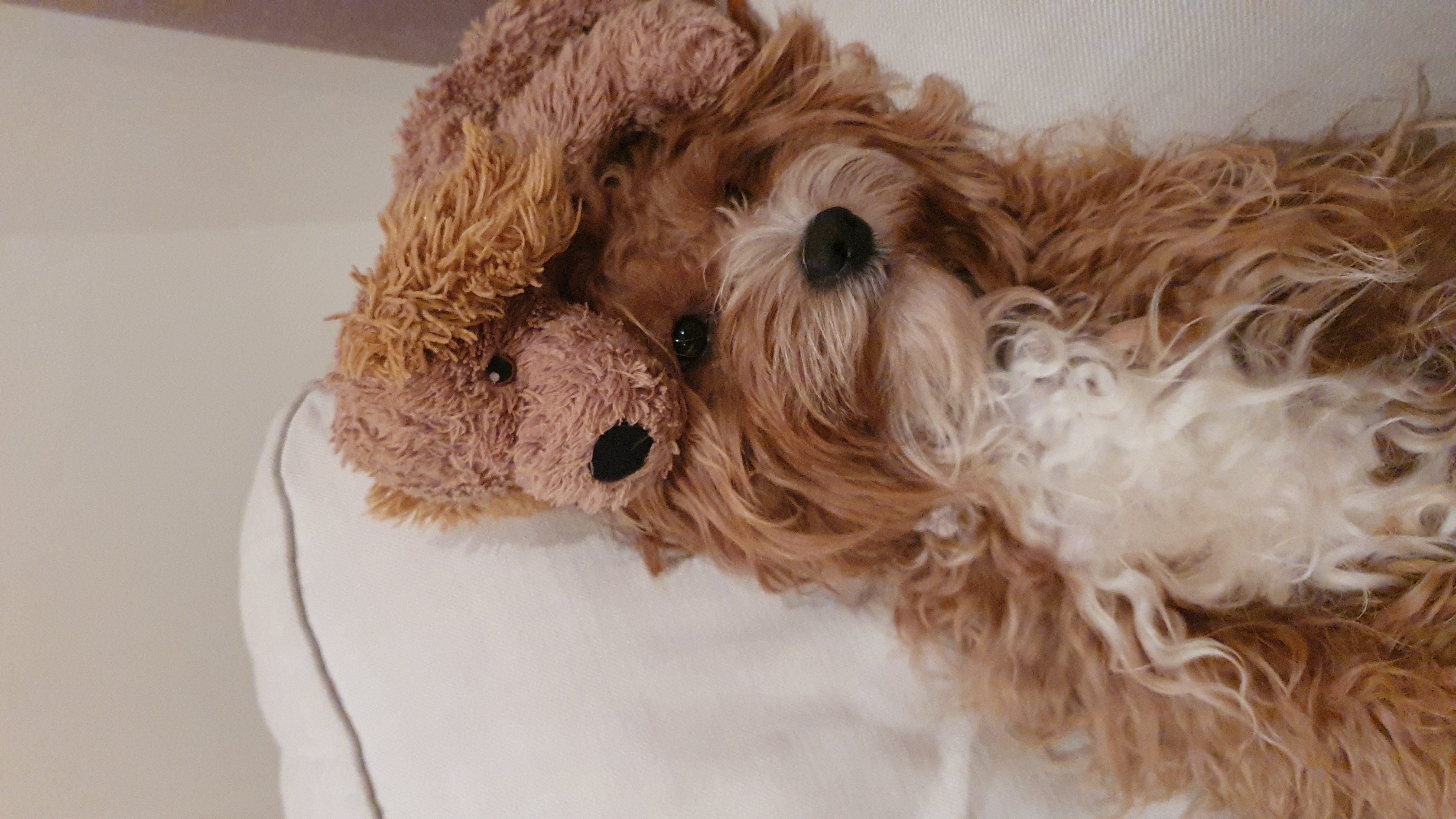 Hey Pandas Post An Image Of Your Unimpressed Pet