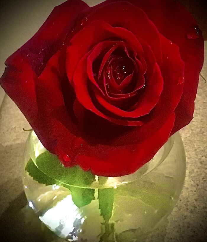 ✨🌹rose🌹✨