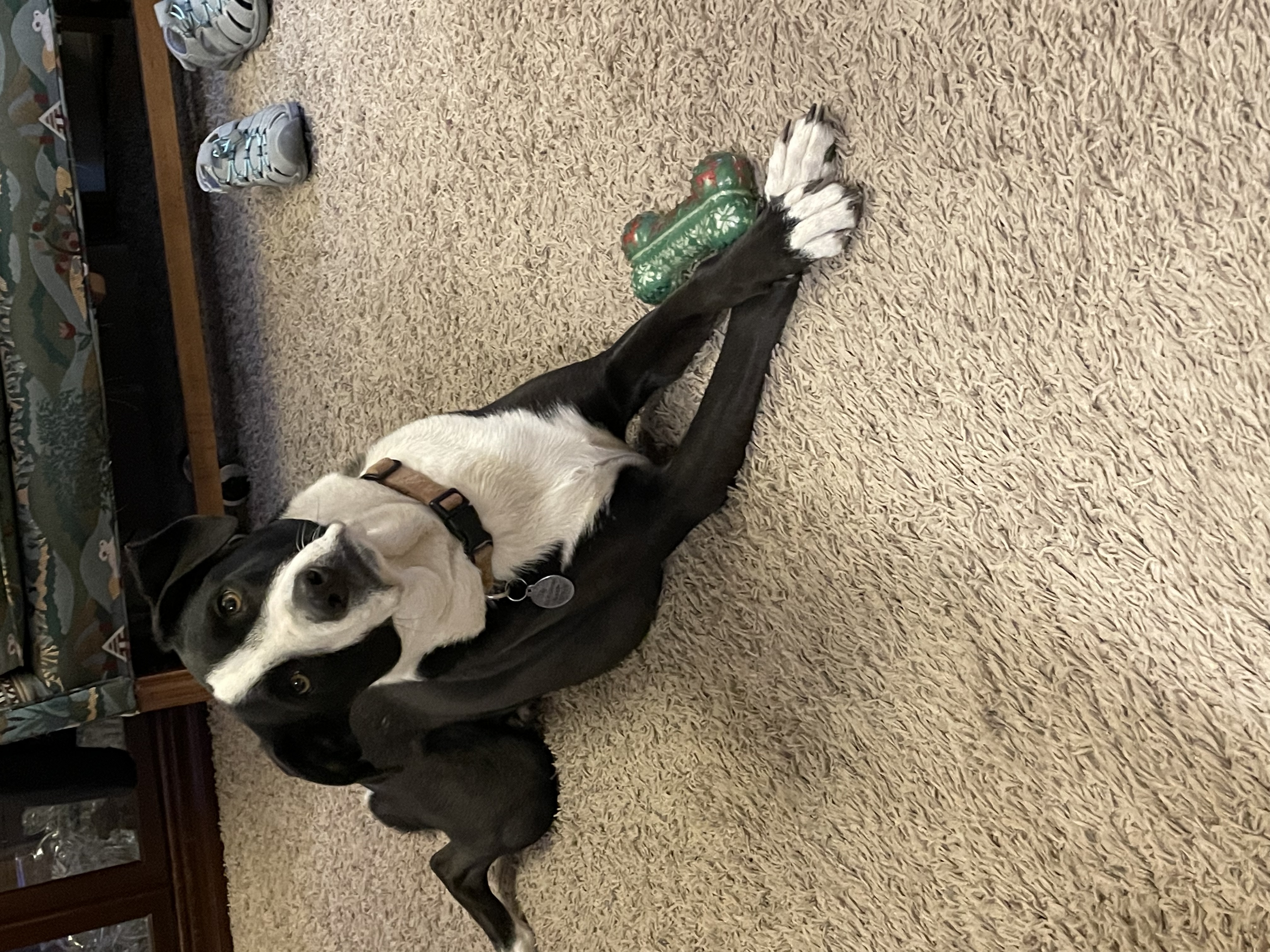 Hey Pandas, Photoshop My Dog, Tilly