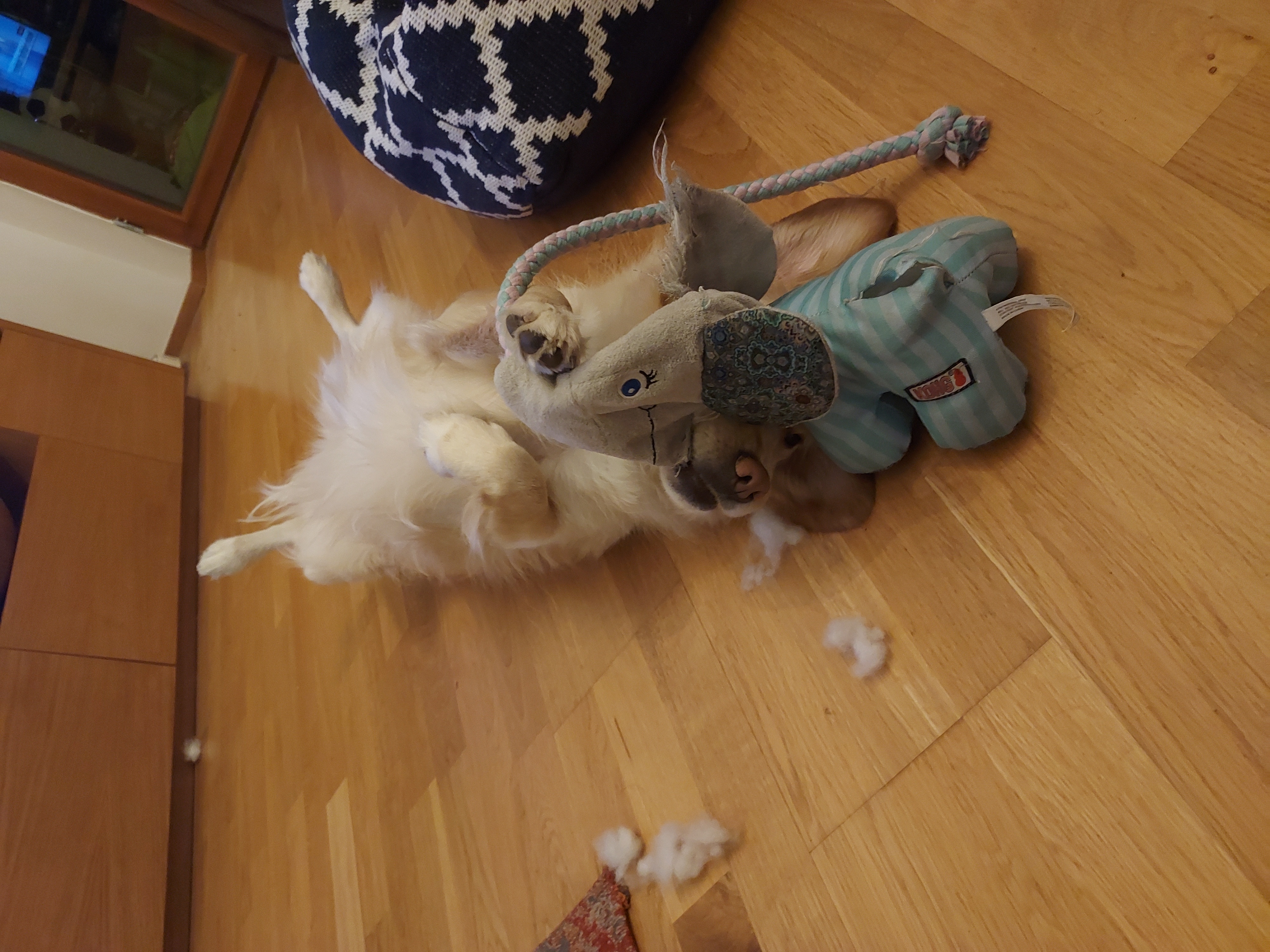 Hey Pandas, Post A Picture Of Your Pet With Their Favourite Toy!