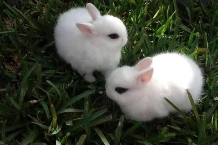 My Two Rabbits As A Baby, My Rabbit At The Top Pic Called Arctic, Passed Last Month. Snowy, My Other Rabbit, Grieved So Hard That I Wouldnt