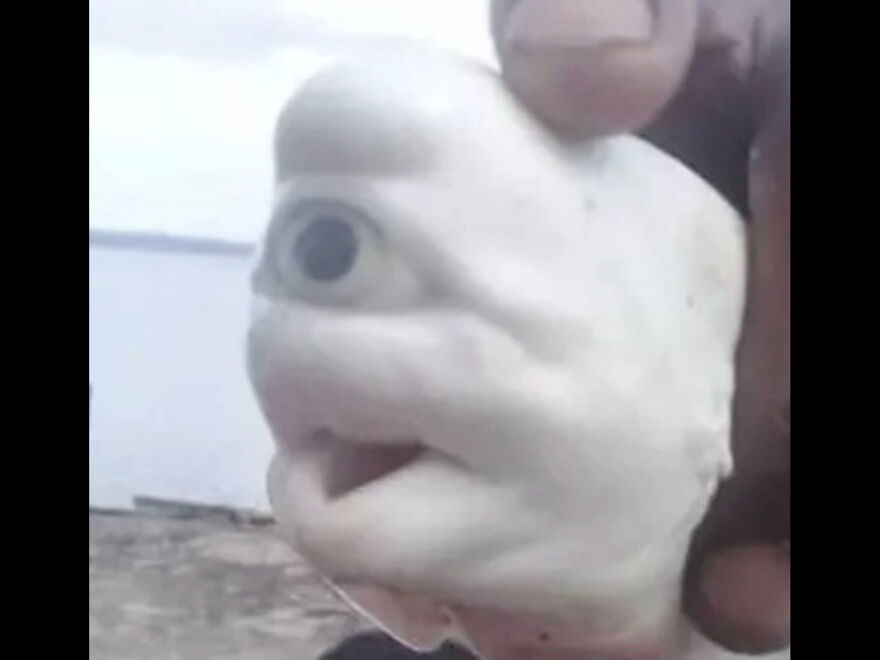 I Found 24 Of The Funniest And Weird Cursed Images I Found 24 Of The Funniest And Weird Cursed Images