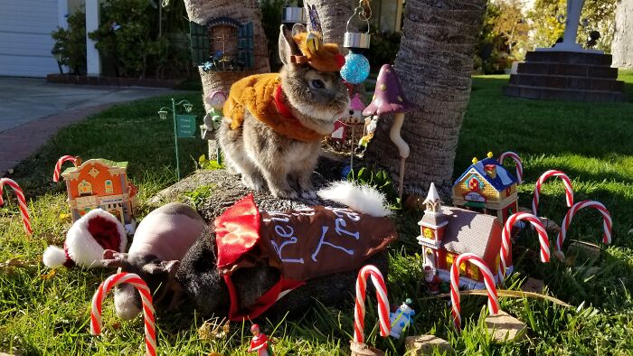 I Created A Mini Gnome Garden With Monthly Themes For My Bunny I Created A Mini Gnome Garden With Monthly Themes For My Bunny