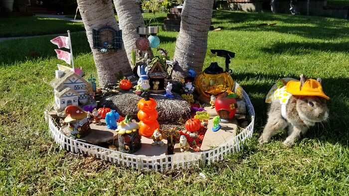 I Created A Mini Gnome Garden With Monthly Themes For My Bunny I Created A Mini Gnome Garden With Monthly Themes For My Bunny