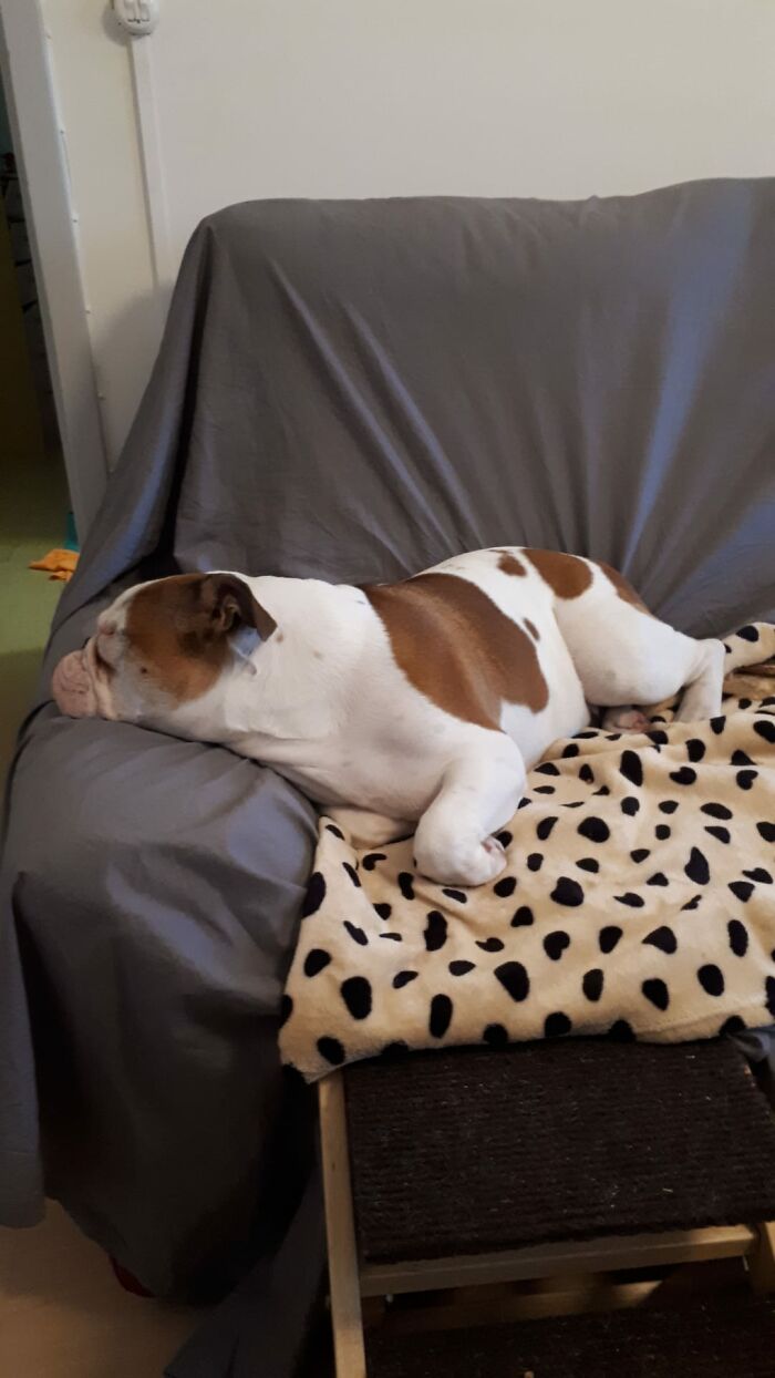 Our Bully Sushi During Her Daily Post-Lunch Nap.