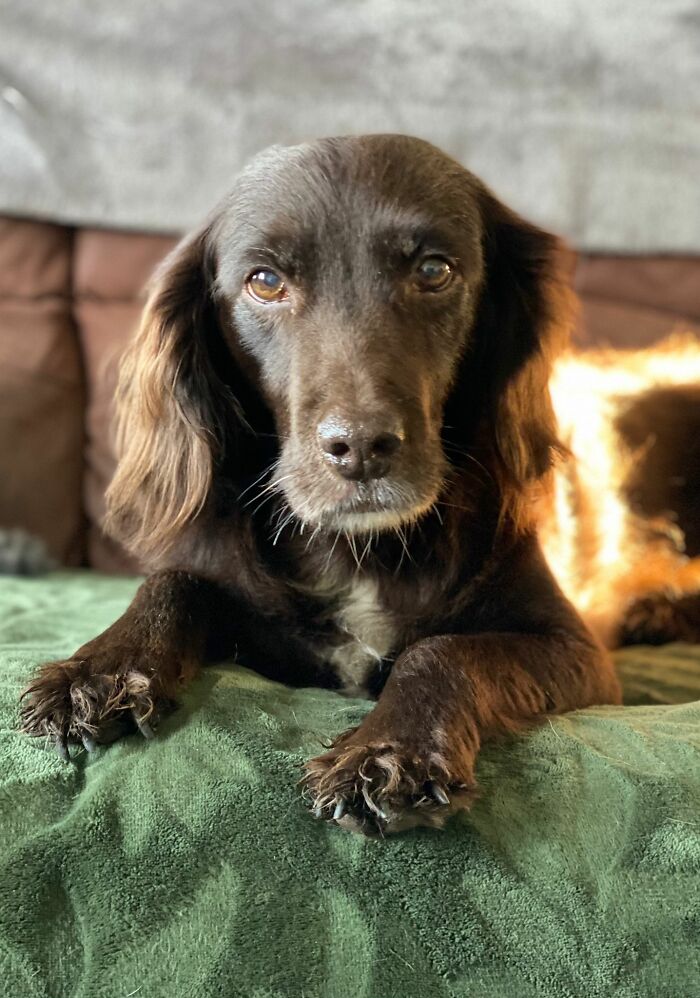 This Is Midge The Sprocker (Cocker/Springer Spaniel Cross) 💙💛