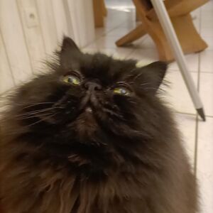 lulu-games-64 avatar