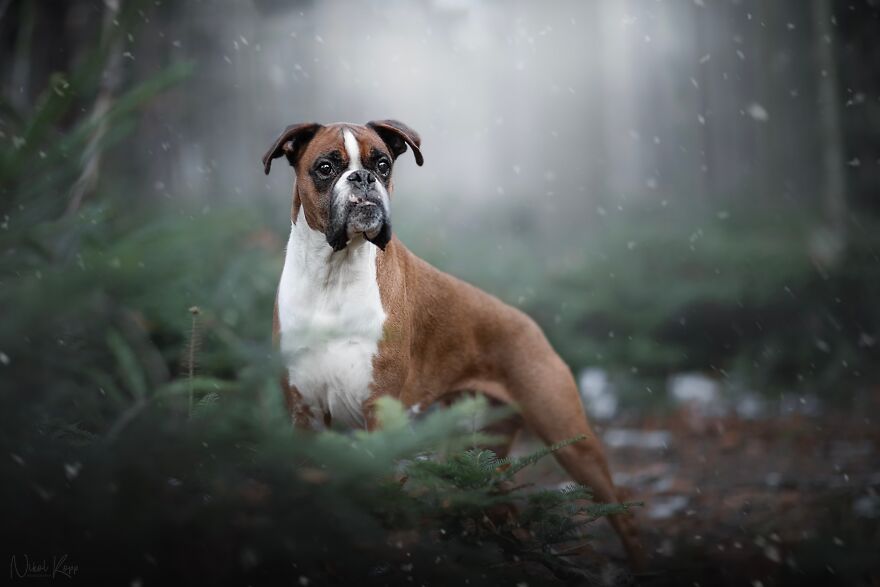 25 Of The Best Dog Photos I’ve Ever Taken - Nikol Kopp