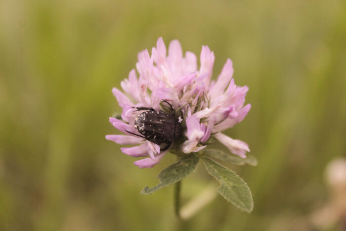 I Don't Know This Little Insect, But It Contrasts With The Red Clover Amazed Me