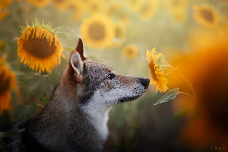 25 Of The Best Dog Photos I’ve Ever Taken - Nikol Kopp