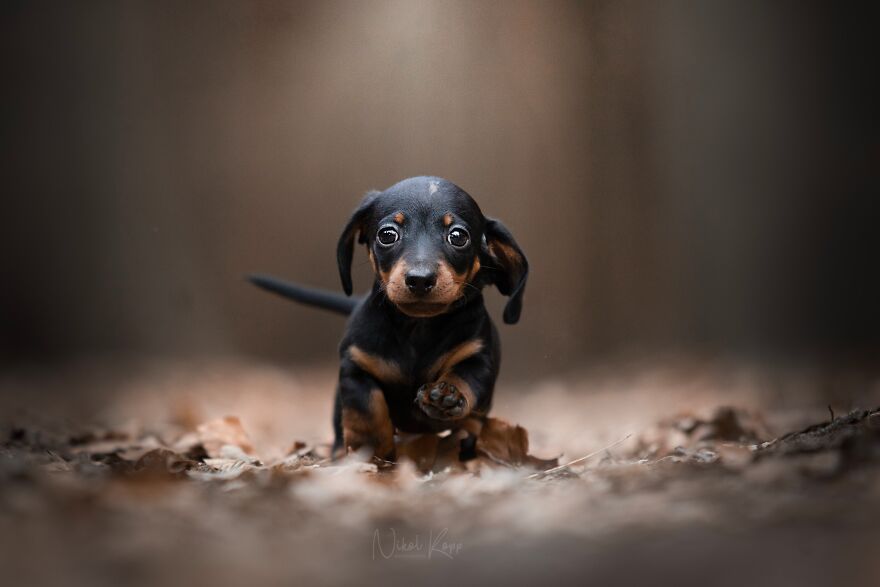 25 Of The Best Dog Photos I’ve Ever Taken - Nikol Kopp