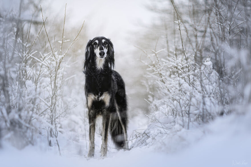 25 Of The Best Dog Photos I’ve Ever Taken - Nikol Kopp