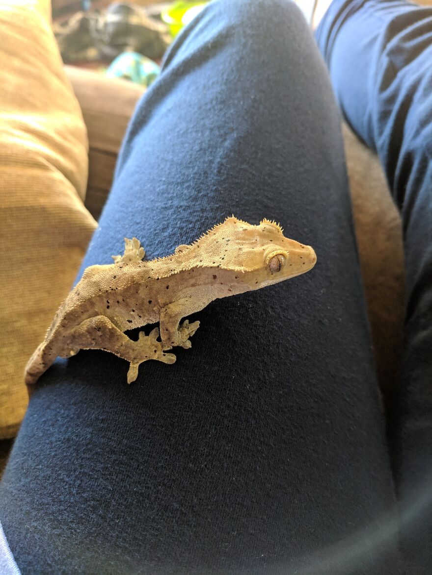 My Old Crested Gecko Coco, Sadly He Passed Away A Few Years Ago. He Will Always Be Remembered.