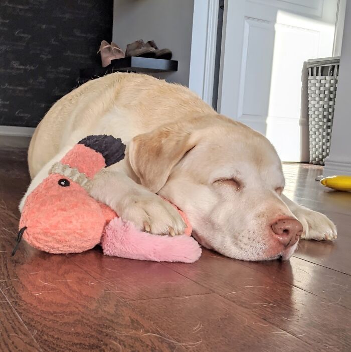 Luna And Her Flamingo Friend Taking A Nap