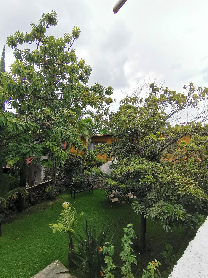 The View From My Window (That's My Garden, The Two Big Big Trees Are Mamey And Chicle 😁)