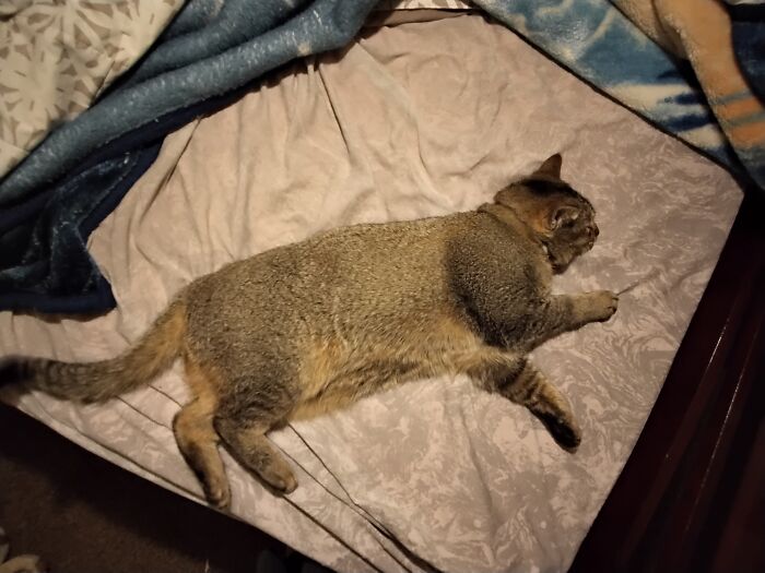 Its My Bed Now. Get Loet Hooman